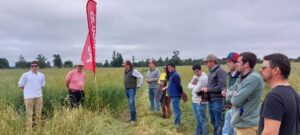 Los Lagos: Buscan mejorar calidad de la avena en zona sur con avances tecnológicos